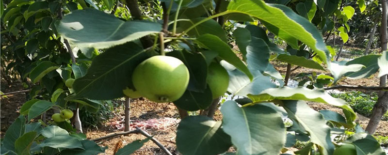 红星苹果苗多少钱一棵