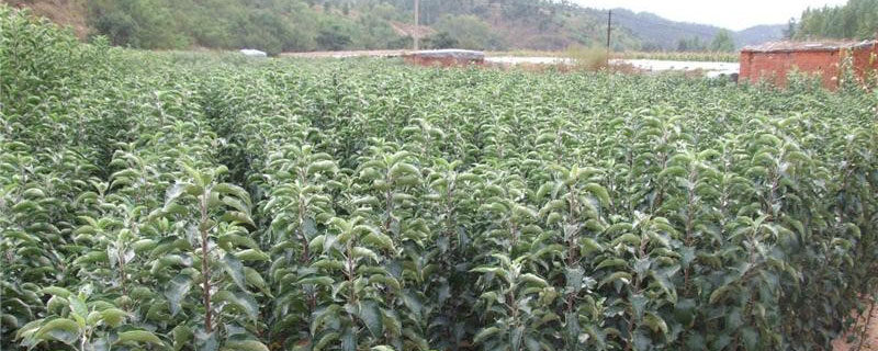 美国8号苹果苗多少钱一棵