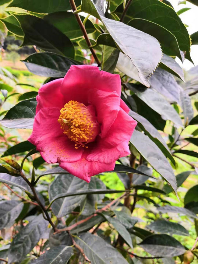 油茶价格多少钱一棵?油茶苗种植方法