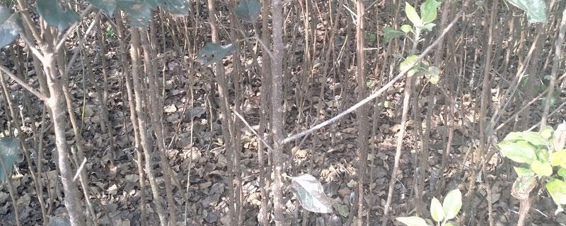 国光苹果苗价格多少钱一棵