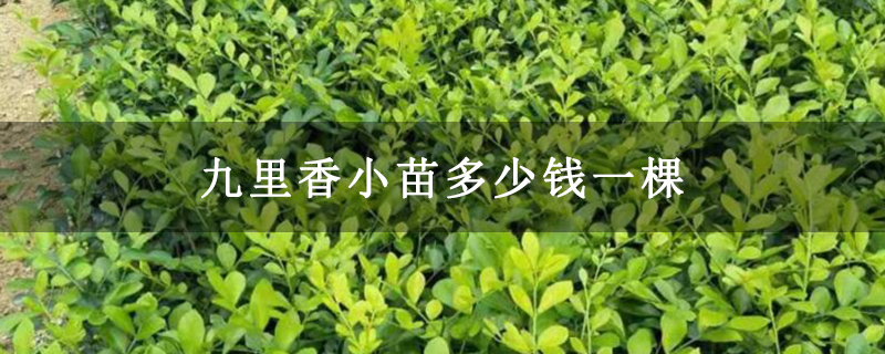 九里香小苗多少钱一棵