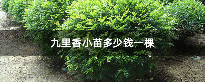 九里香多少钱一株