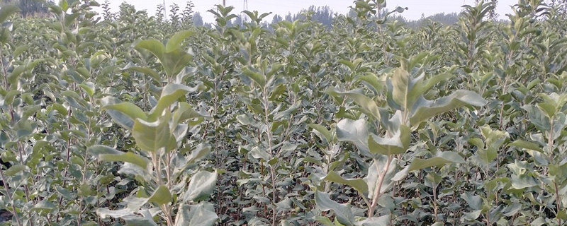 嘎啦苹果苗价格多少钱一棵