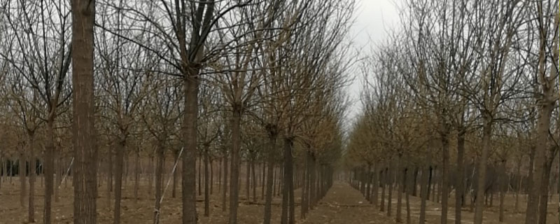 3公分金叶国槐多少钱一棵