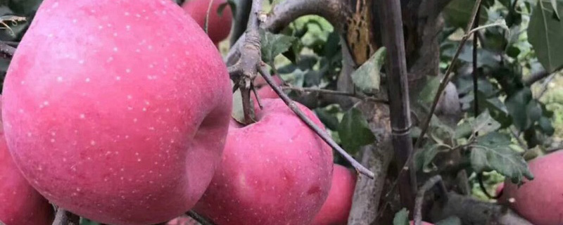 矮化苹果苗多少钱一棵