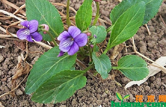 紫花地丁价格