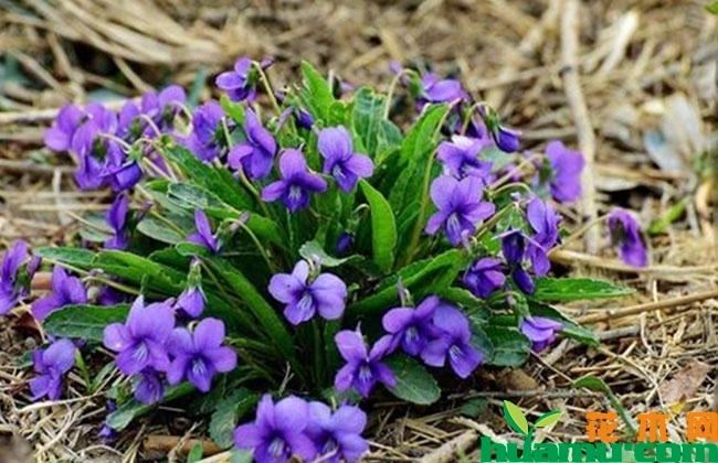紫花地丁种子价格 紫花地丁种子价格