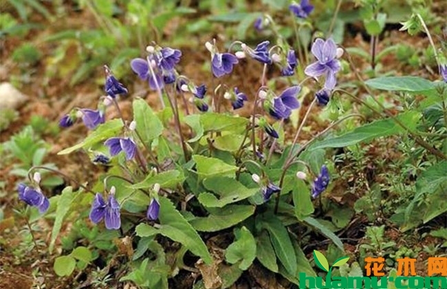 紫花地丁种子价格 紫花地丁种子价格