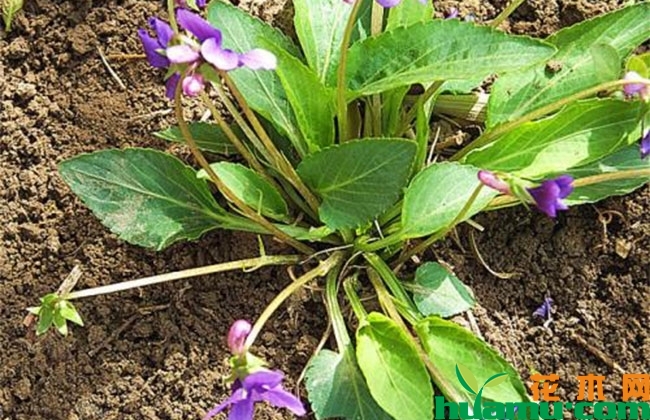 紫花地丁价格 紫花地丁价格