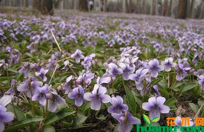 紫花地丁价格 紫花地丁价格