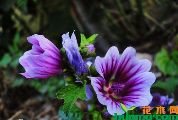 锦葵花价格