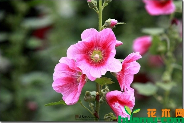 锦葵花