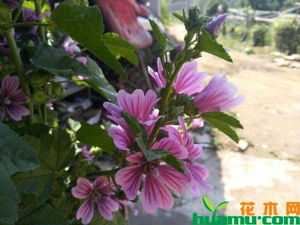 锦葵花