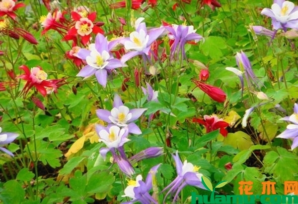 耧斗菜价格