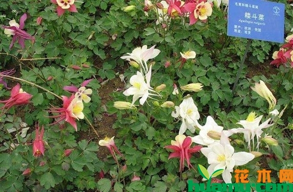 耧斗菜
