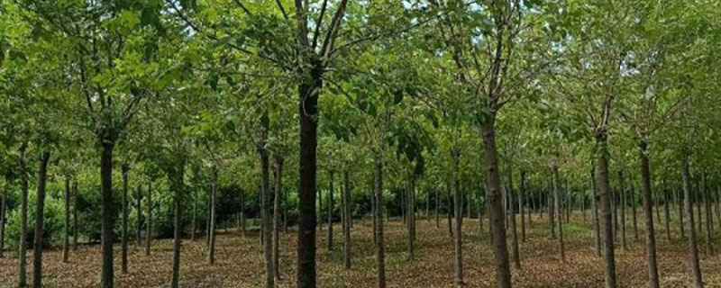 13公分金叶白蜡批发价格多少钱