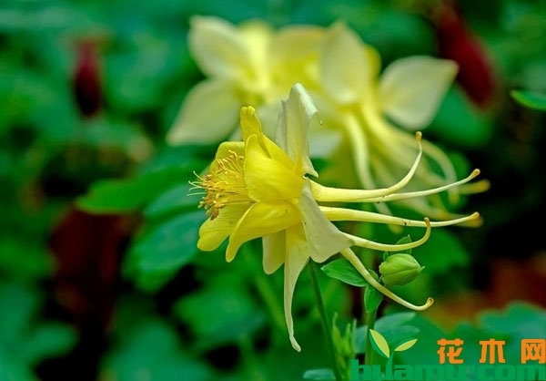 黄花耧斗菜