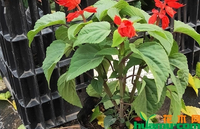 一串红批发价格 一串红批发价格