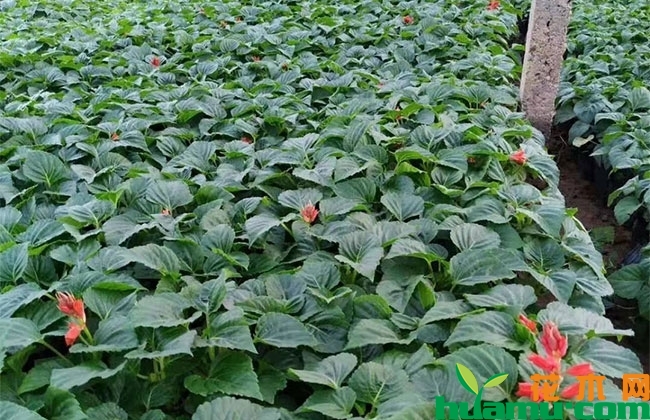 一串红批发价格 一串红批发价格