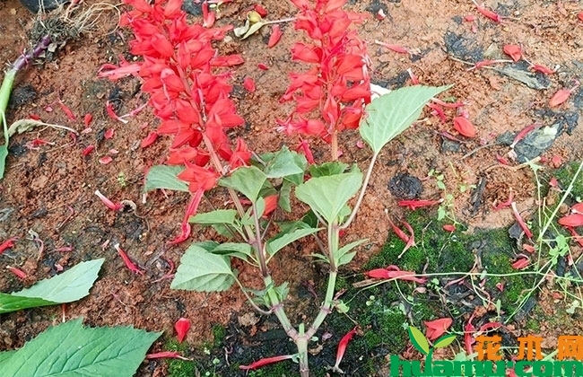 一串红苗价格 一串红苗价格