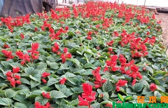 一串红价格