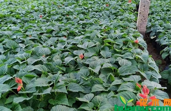 一串红价格 一串红价格