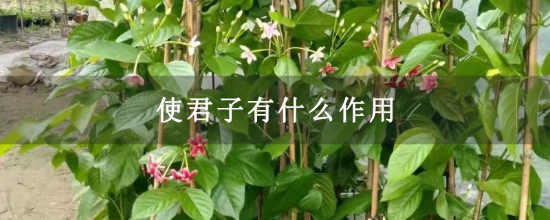 使君子有什么作用