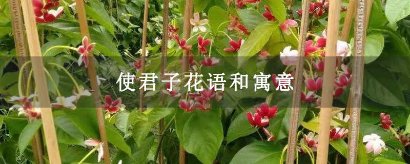 使君子花语和寓意