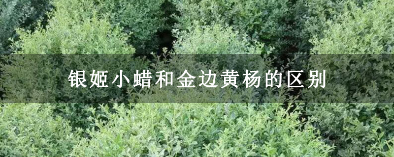 银姬小蜡和金边黄杨的区别