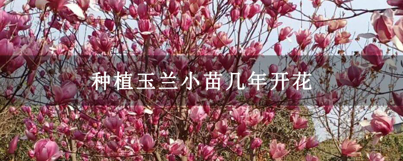 种植玉兰小苗几年开花