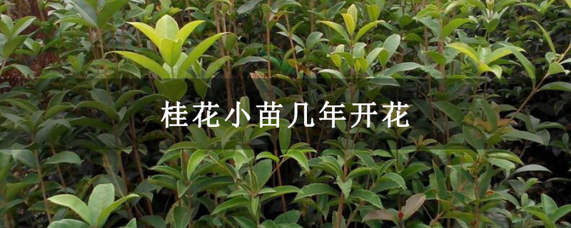 桂花小苗几年开花