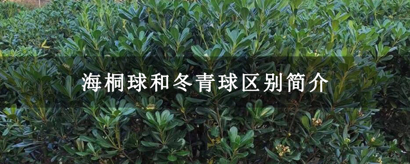 海桐球和冬青球区别简介