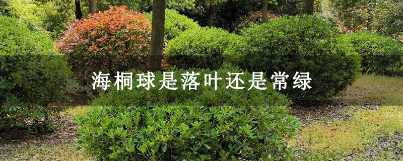 海桐球是落叶还是常绿