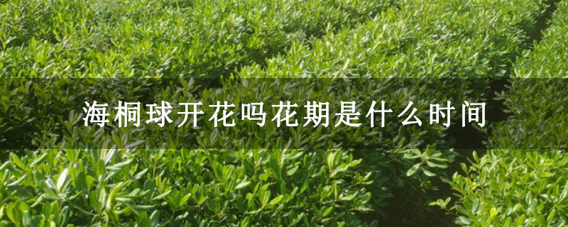 海桐球开花吗花期是什么时间