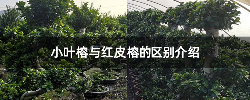 小叶榕与红皮榕的区别介绍