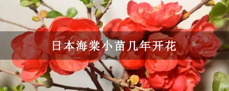 日本海棠小苗几年开花