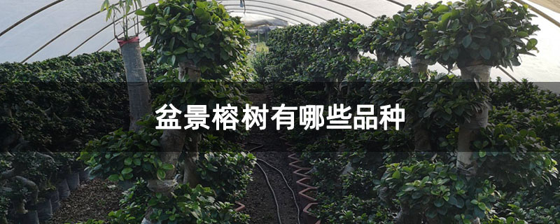 盆景榕树有哪些品种