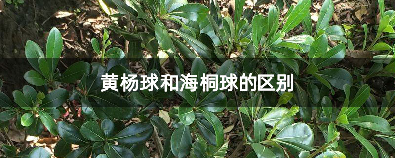 黄杨球和海桐球的区别