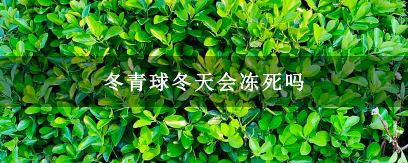 冬青球冬天会冻死吗