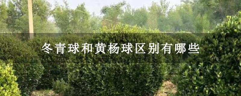 冬青球和黄杨球区别有哪些