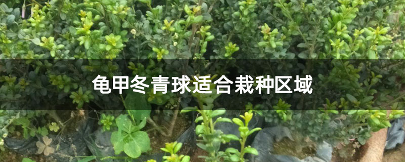 龟甲冬青球适合栽种区域