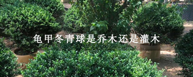 龟甲冬青球是乔木还是灌木