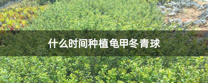什么时间种植龟甲冬青球