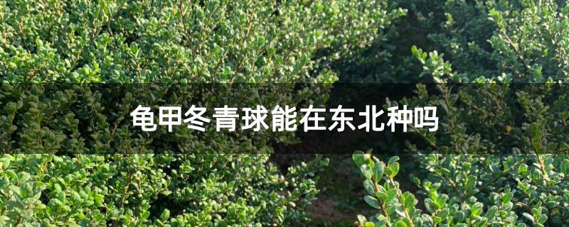 龟甲冬青球能在东北种吗