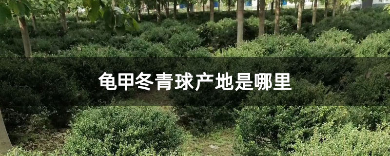 龟甲冬青球产地是哪里