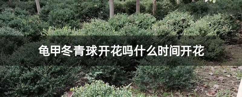 龟甲冬青球开花吗什么时间开花