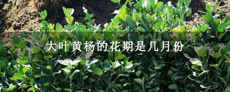 大叶黄杨的花期是几月份