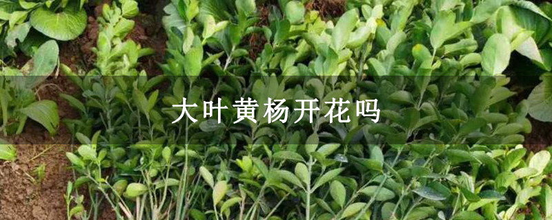 大叶黄杨开花吗