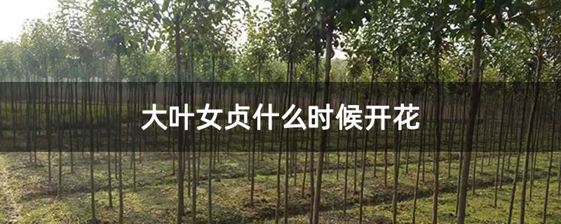 大叶女贞什么时候开花