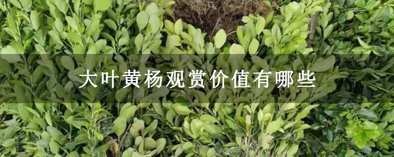 大叶黄杨观赏价值有哪些